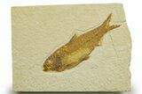 Detailed Fossil Fish (Knightia) - Wyoming #363895-1